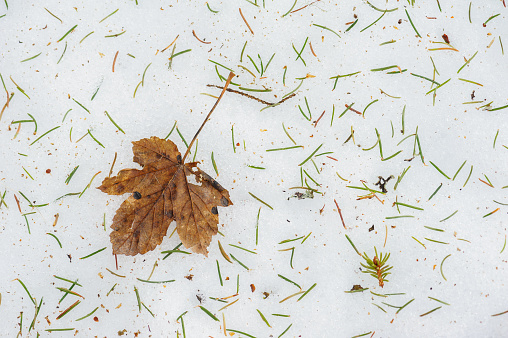 A lone dead leaf lies on pristine snow amid green pine needles.