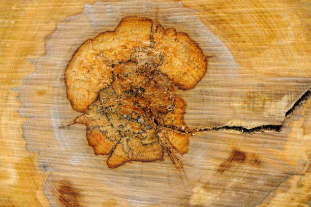 istock Detailed close-up of tree ring patterns and crack on a cut wood surface 2121785053