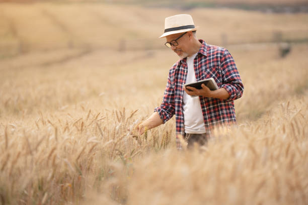 istock Farmer holding tablet and pen using modern technology to check quality of barley in farm, technology concept 2121785607