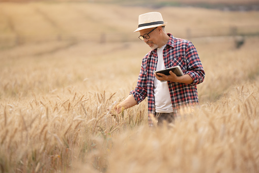 Farmer holding tablet and pen using modern technology to check quality of barley in farm, technology concept