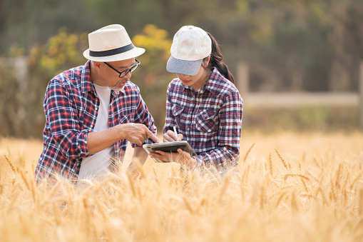 Farmer holding tablet and pen using modern technology to check quality of barley in farm, technology concept