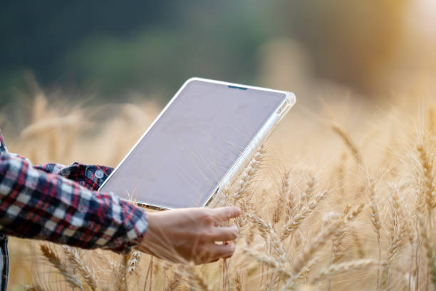 istock Farmer holding tablet and pen using modern technology to check quality of barley in farm, technology concept 2121786436