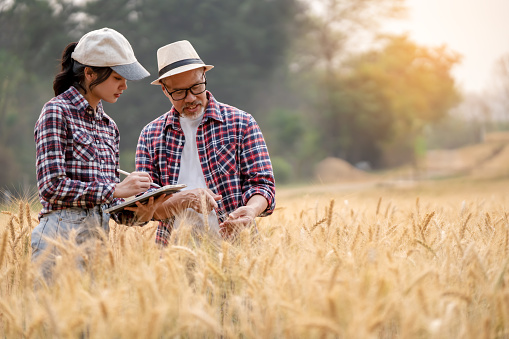 Farmer holding tablet and pen using modern technology to check quality of barley in farm, technology concept