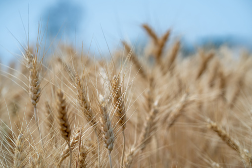 Golden barley waiting to be harvested in season