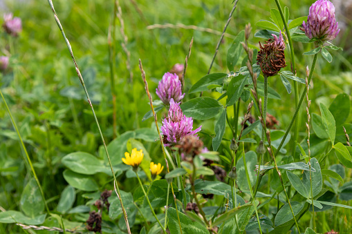 Red clover (Trifolium pratense) in the meadow