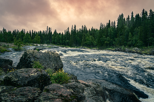 On a summer evening, rushing water flows past boulders and yellow flowers along the river in a serene forest setting in Dalarna.
