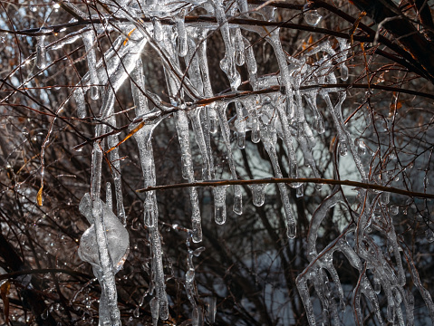 bush with icicles hanging from the branches