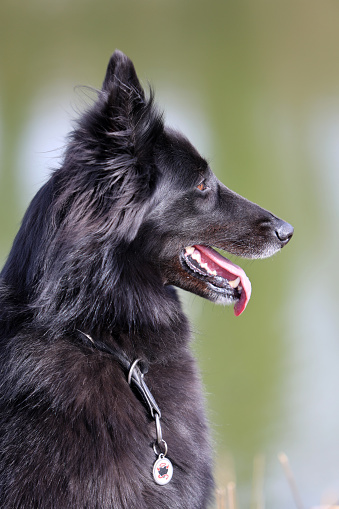 Portrait of a beautiful black Groenendael belgian Shepherd dog posing in a sunny spring environment.