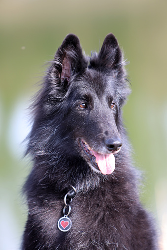 Portrait of a beautiful black Groenendael belgian Shepherd dog posing in a sunny spring environment.