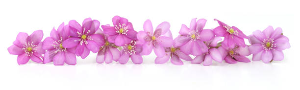 istock First spring flowers,  Anemone hepatica isolated on white background. 2121820719