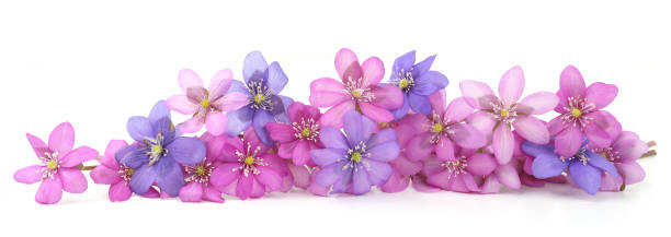 First spring flowers,  Anemone hepatica isolated on white background.