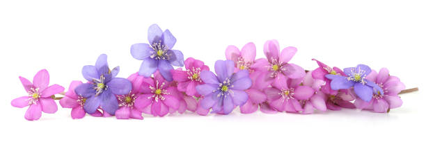 istock First spring flowers,  Anemone hepatica isolated on white background. 2121822281