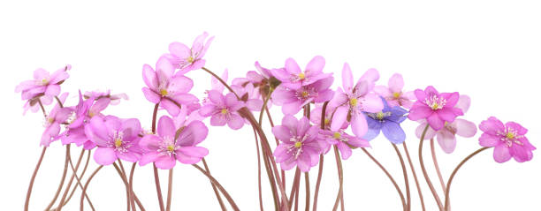 istock First spring flowers,  Anemone hepatica isolated on white background. 2121822784