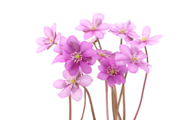 Blooming of pink violet wild forest flowers liverwort.