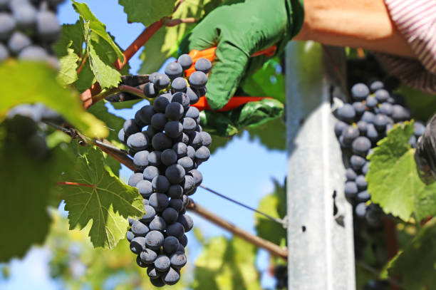 istock Blue grapes harvest. A winemaker's hand cuts ripe grapes from the vine. 2121846985
