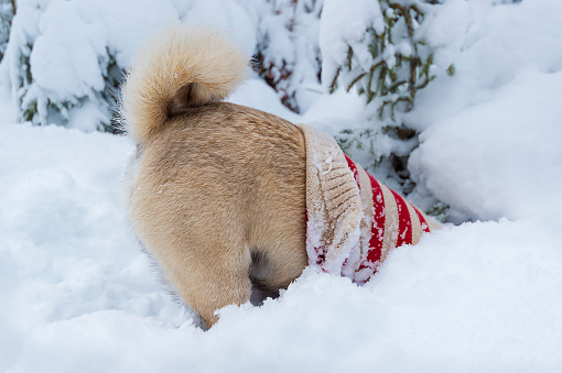 Dog (pug) with pullover digs headlong in the deep snow