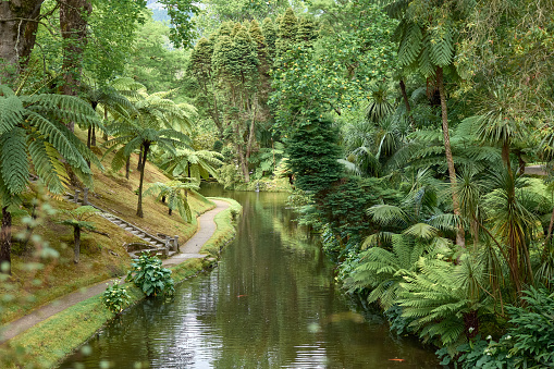 The Terra Nostra gardens are located in the middle of a water system, being a tropical forest where green vegetation grows lush in the Furnas, Sao Miguel, Azores, Portugal
