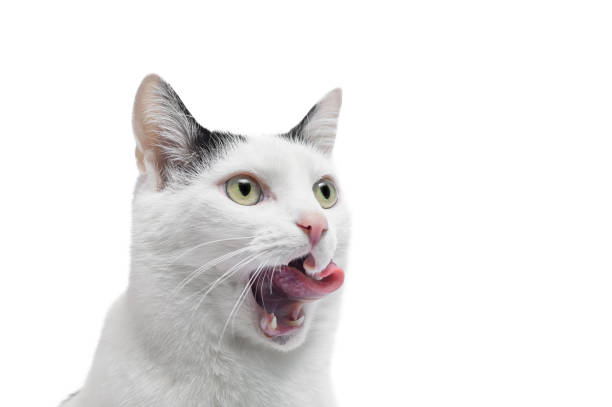 istock Cat licks its tongue, close up, on white background 2121849272