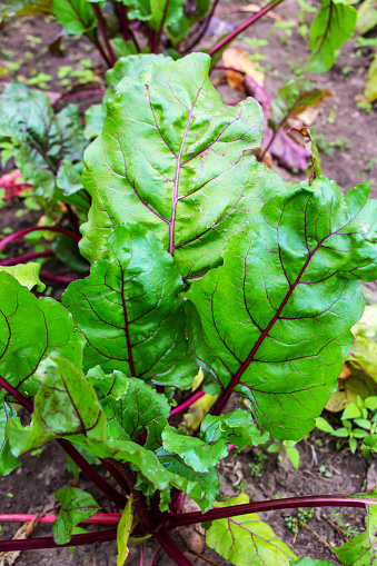 Juicy red beet leaves growing outdoors in a vegetable garden in summer