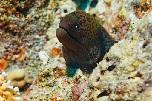 Scuba diving, Sea life. Underwater scene with coral and  fish, Giant moray. Scuba diver point of view.