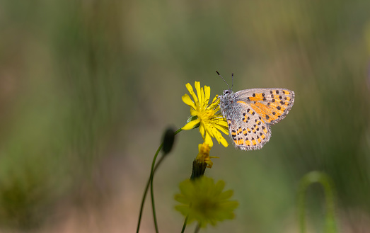 tiny dotted butterfly on yellow flower, Akbes hairstreak, Tomares nesimachus