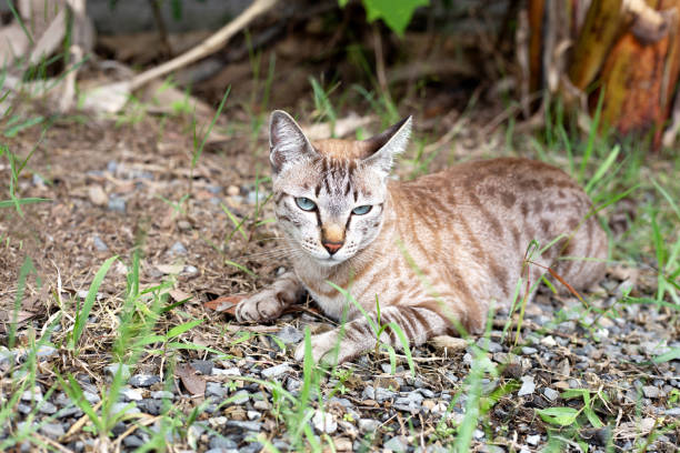 istock Brown cat sitting in the garden 2121864491