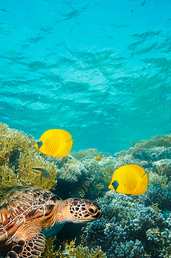 Green Sea turtle  and Red sea Masked butterflyfish Yellow fish couple Undersea Sea life  Coral reef  Underwater photo, Scuba Diver Point of View