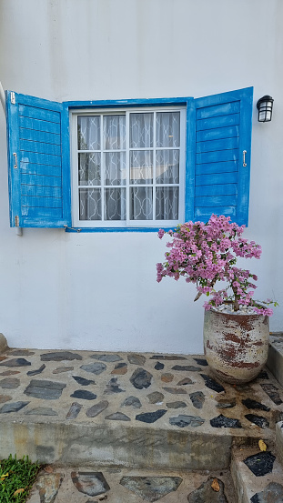 Bangsaray Pattaya Thailand 28 February 2024, A vibrant potted plant thrives next to a window adorned with blue shutters, creating a peaceful and picturesque scene.