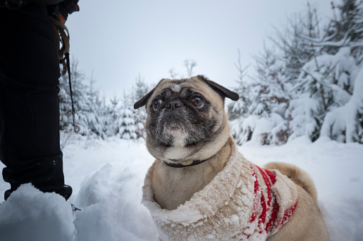 A funny-looking pug in a curly sweater, in the winter forest