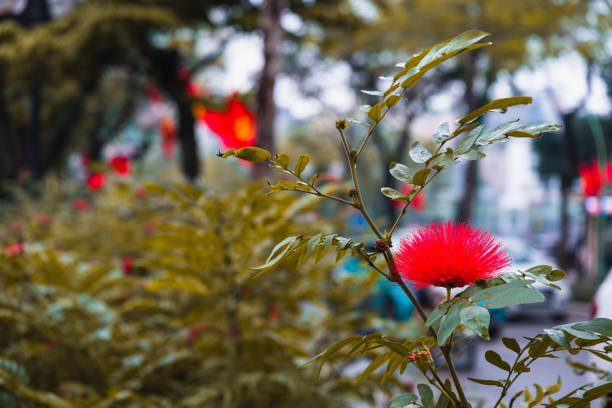 Get up close and personal with nature's beauty in this stunning image featuring a vibrant red flower in sharp focus. The intricate details of the petals and the rich color make this flower a captivating subject for any project or design.