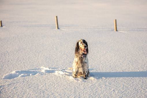 British setter dog is standing on snow.
Hammerfest - Norway.
