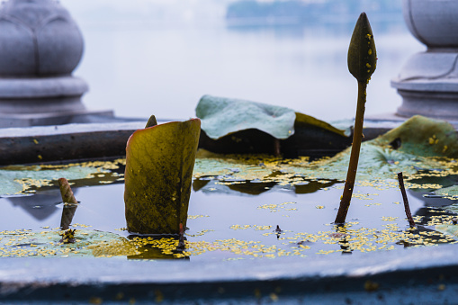 Close-up shot of a traditional Asian vase filled with water, showcasing typical aquatic plant leaves emerging from it