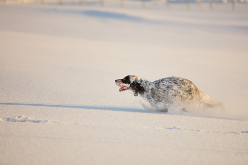Young setter dog is playing on snow in winter.