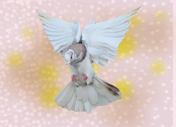 Close up white pigeon