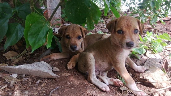 The puppies playing under a tree in India