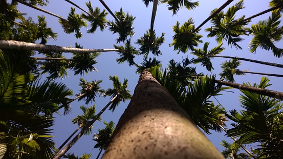 The Areca nut trees against blue sky in coastal Karnataka, rural India