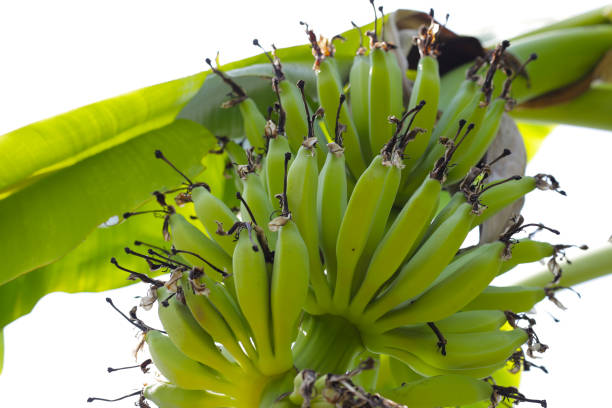 Close-up of bunch of thai bananas as grown from flower