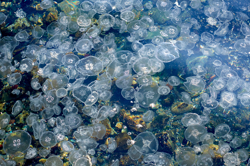 Large Group Of Jellyfish In Sea