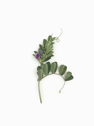 Vicia Sativa plant. purple flower, flower tendrils, green leaves. Top view. Nice for cards, backgrounds design