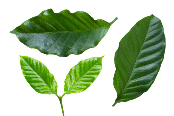 istock Fresh coffee leaves on white background. 2121931463