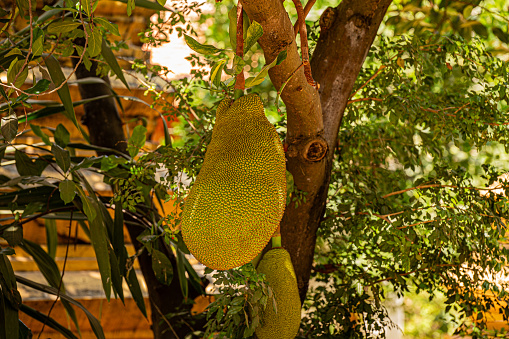 Jackfruit is an asian delicacy mainly found in southeast Asia