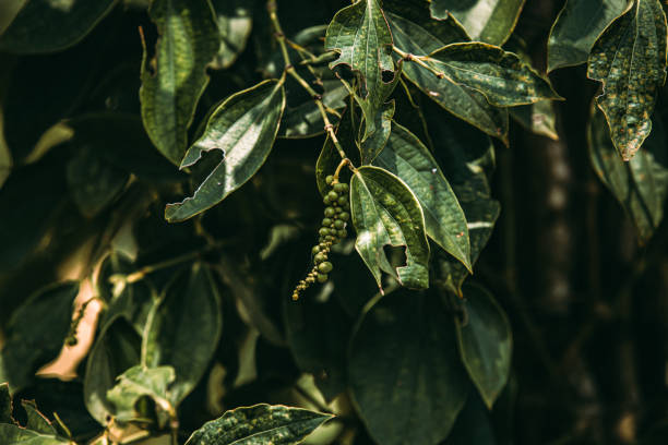 Kampot peppercorn on their branch in plantation in Cambodia Kampot pepper is a unique kind of pepper grown in southern Cambodia and reknown all over the world. It is used in the most prestigious restaurant all over the world kampot stock pictures, royalty-free photos & images