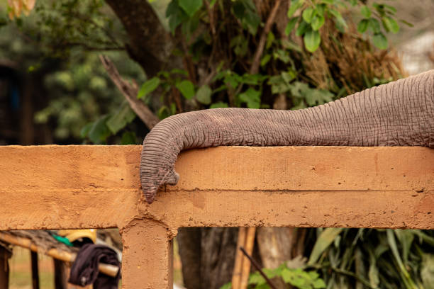 Asian elephant trunk resting on a fence