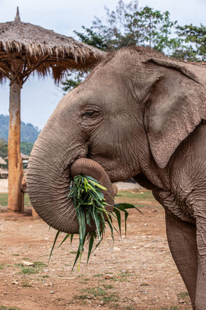 Elephant head from the side eating bamboo leaves