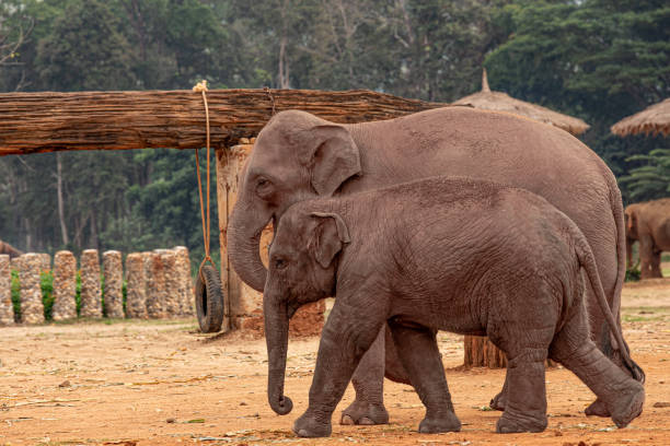 Female elephant and her baby walking side by side