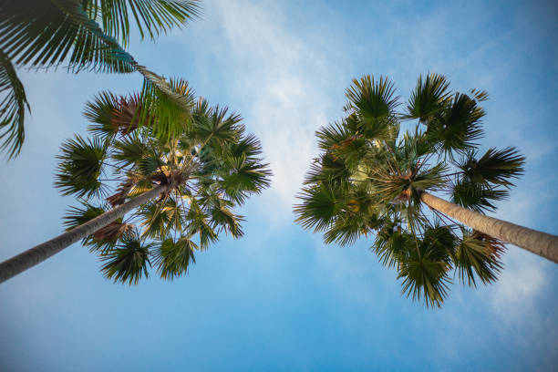 Palm trees grow high all over Bali island, making it one the top destinations for heavenly beaches
