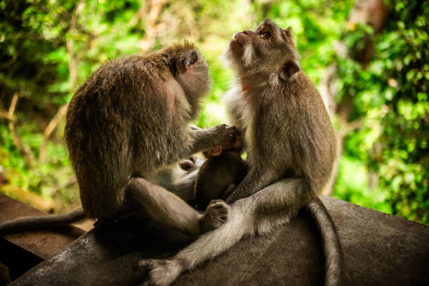 istock Macaque family feeding a baby and looking up 2121970097