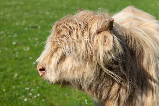 Detailed portrait of a Highland cow, focusing on its distinctive woolly coat and horn, set against a lush, green backdrop typical of its native Scottish Highlands