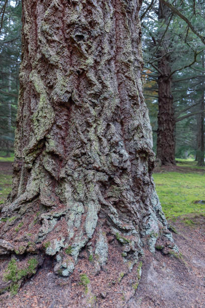 istock A towering tree in a Scottish forest displays a complex mosaic of moss and textured bark 2121971654