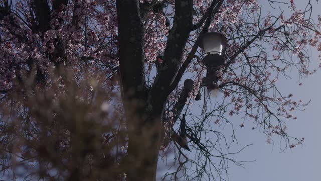 Birds Feeding at Bird House on Beautiful Sakura Cherry Blossom Tree in Wind
